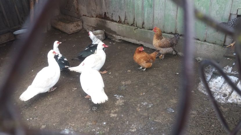  - 01 - Matca pentru 2018