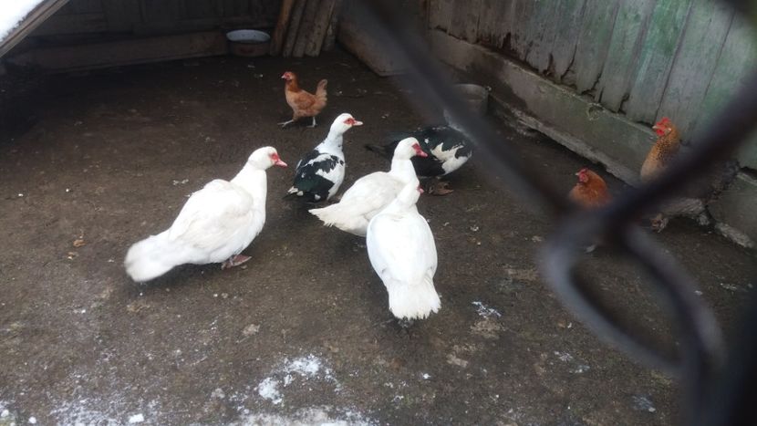  - 01 - Matca pentru 2018