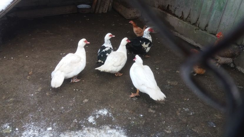  - 01 - Matca pentru 2018