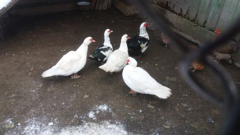  - 01 - Matca pentru 2018