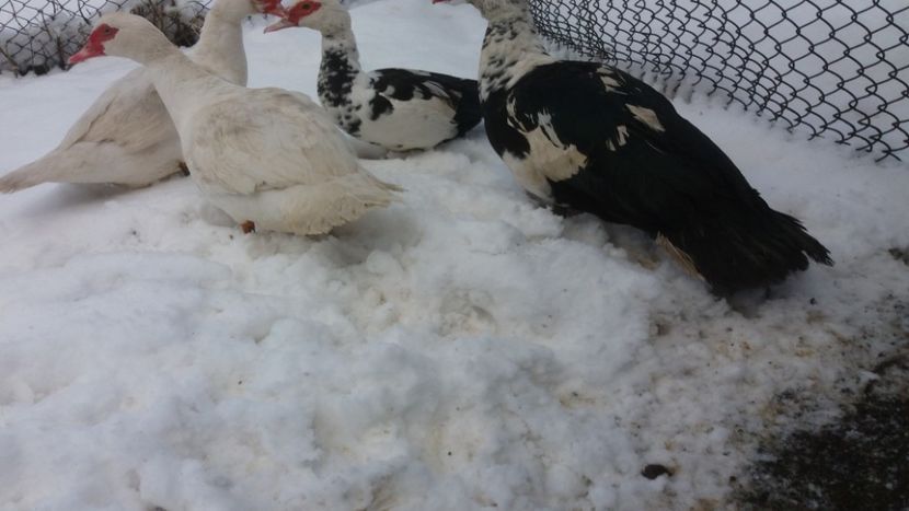  - 01 - Matca pentru 2018