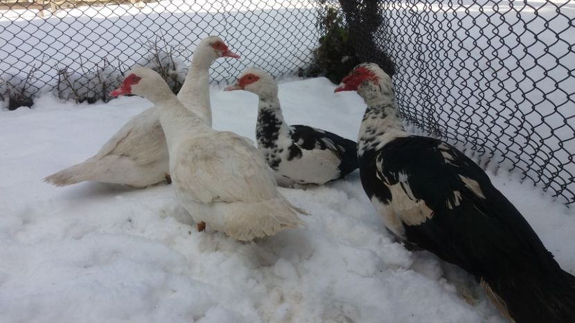  - 01 - Matca pentru 2018