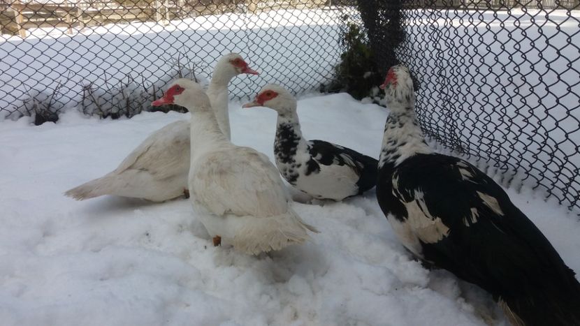  - 01 - Matca pentru 2018