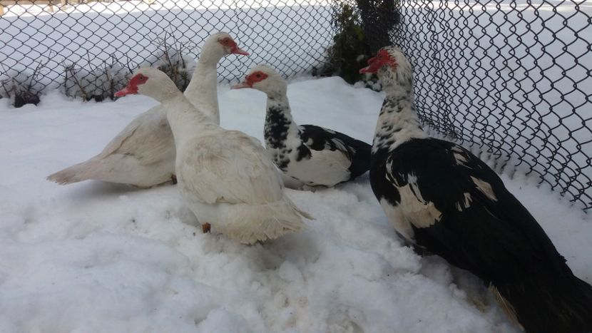 20171130_105437(0) - 01 - Matca pentru 2018