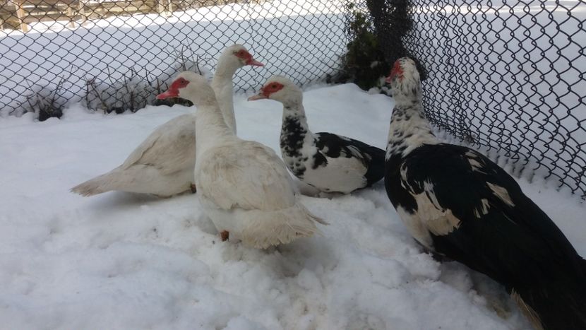  - 01 - Matca pentru 2018