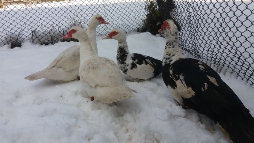  - 01 - Matca pentru 2018