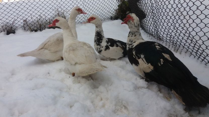  - 01 - Matca pentru 2018