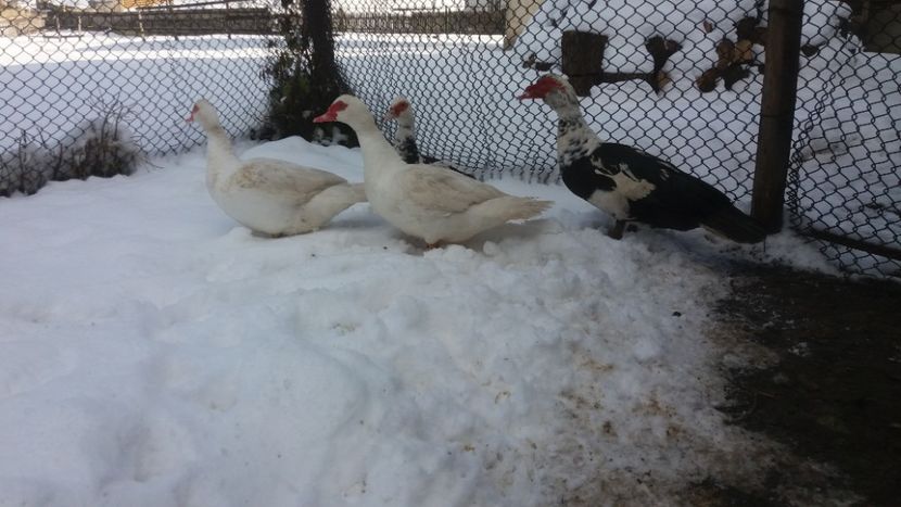  - 01 - Matca pentru 2018