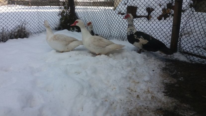  - 01 - Matca pentru 2018