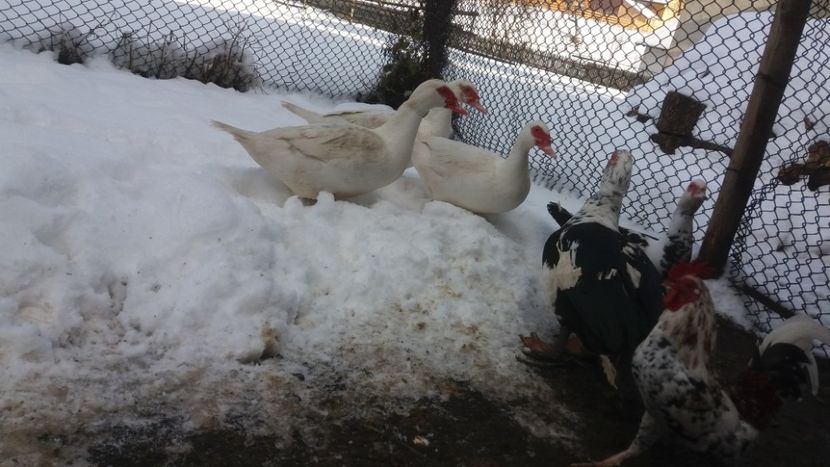  - 01 - Matca pentru 2018