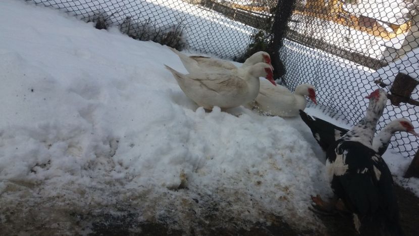  - 01 - Matca pentru 2018