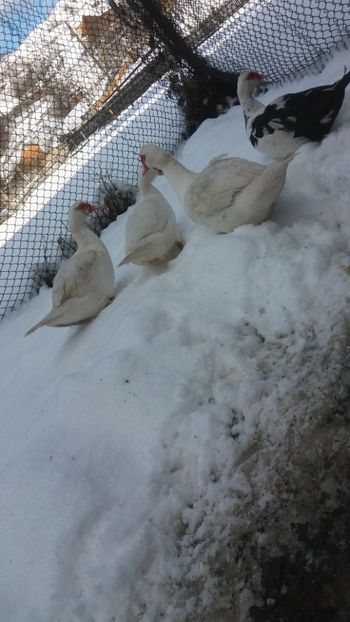  - 01 - Matca pentru 2018