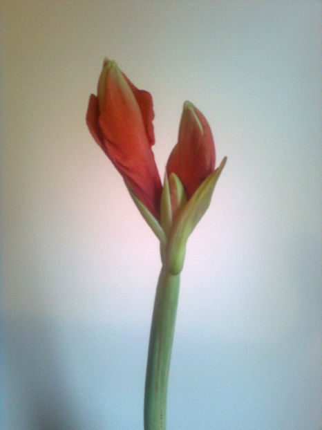  - Amarillis rosu - 3