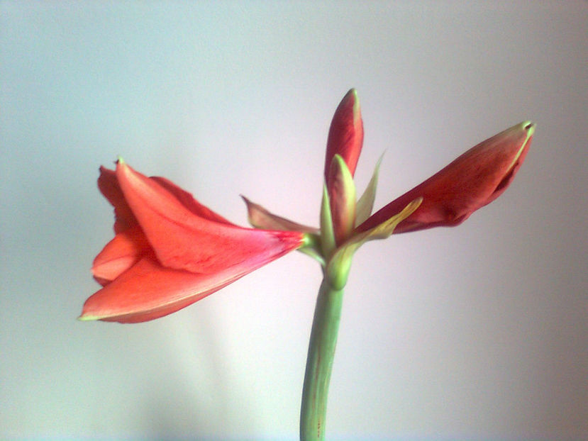  - Amarillis rosu - 3