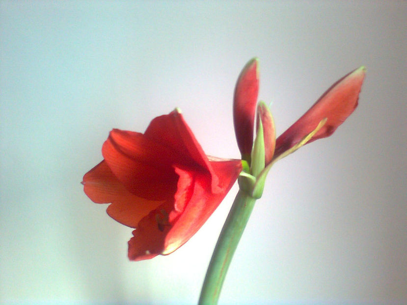  - Amarillis rosu - 3