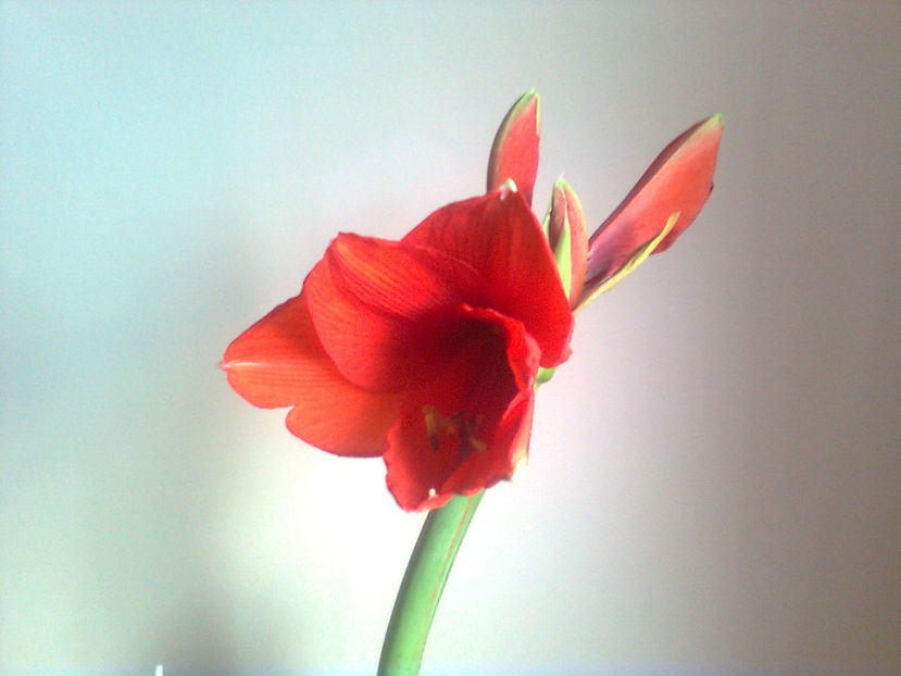  - Amarillis rosu - 3