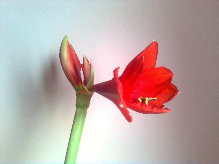  - Amarillis rosu - 3