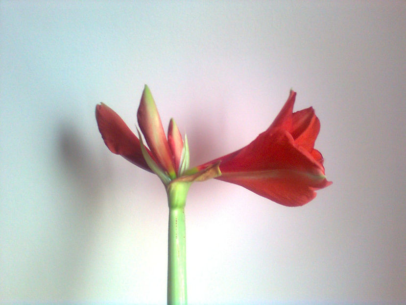  - Amarillis rosu - 3