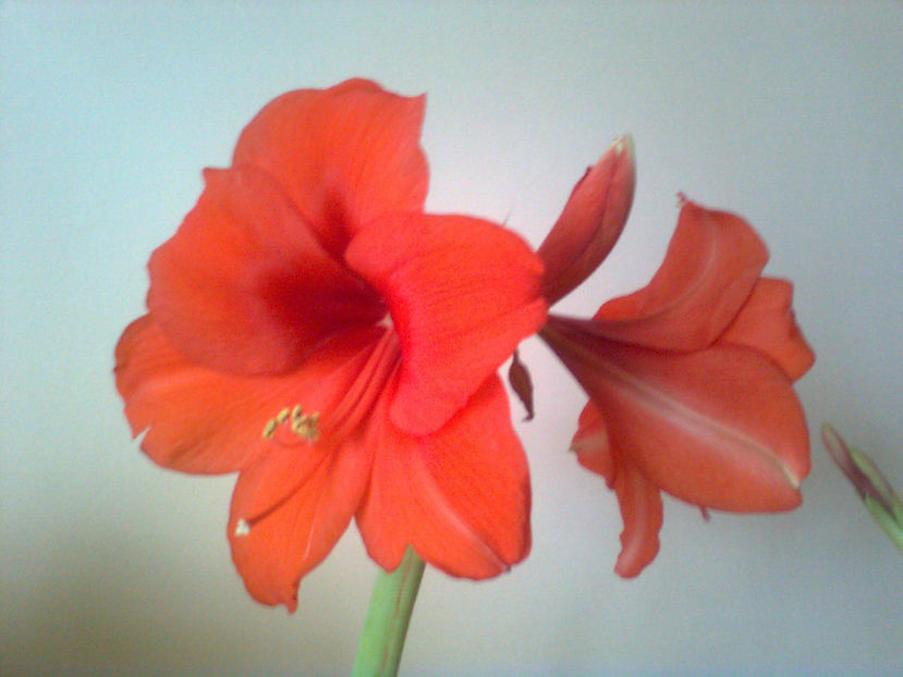  - Amarillis rosu - 3