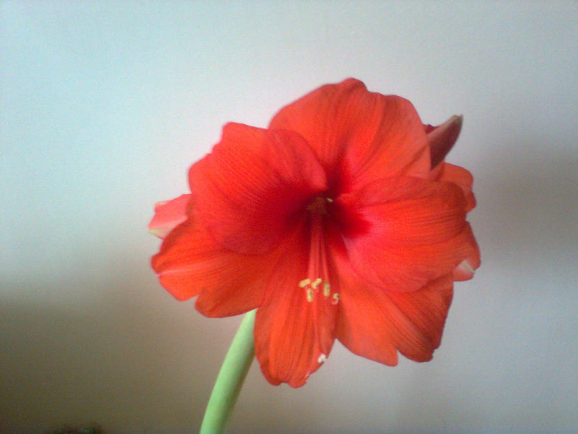  - Amarillis rosu - 3