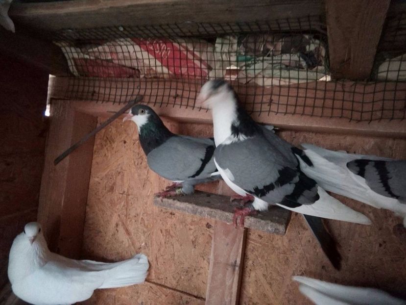 24139934_1247070348725899_1178558945_o - De prin voliere