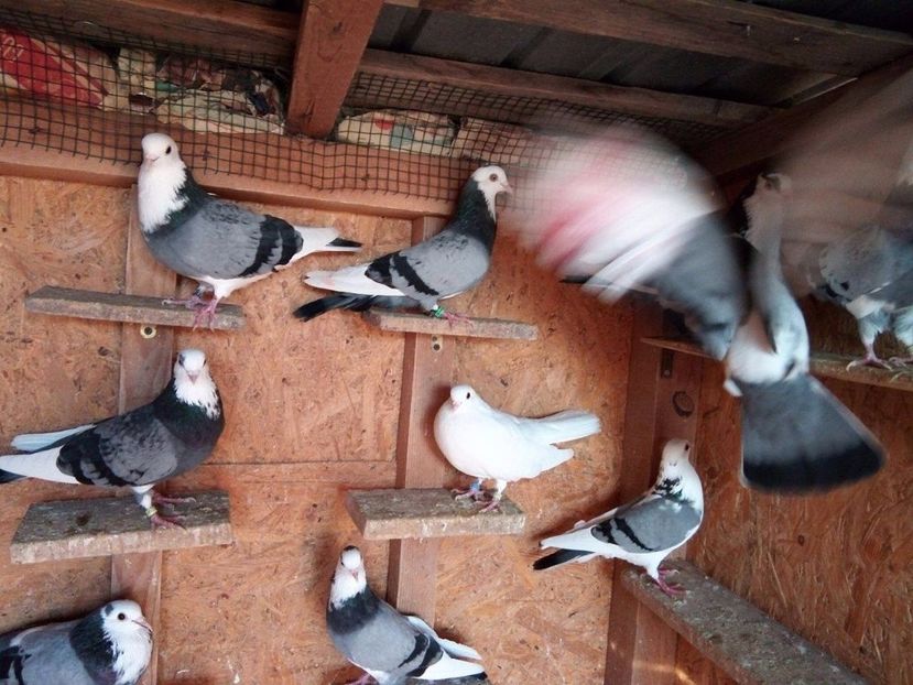 24251117_1249362515163349_1201814914_o - De prin voliere