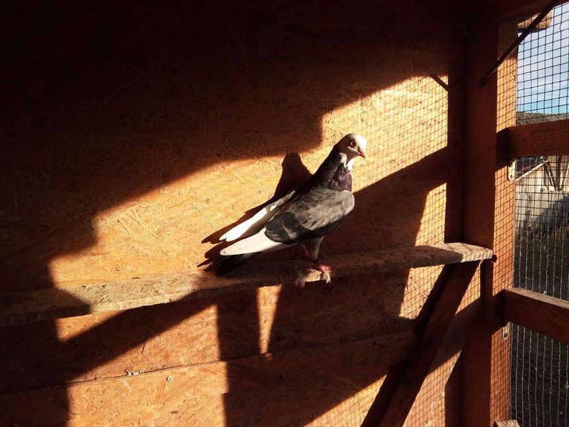 24251275_1249362505163350_181159814_o - De prin voliere