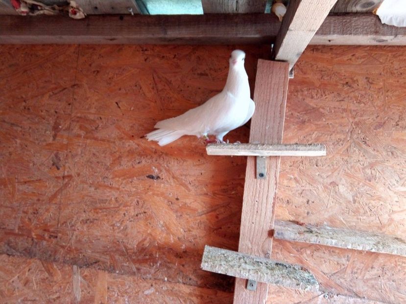 24259519_1249362441830023_2089329891_o - De prin voliere