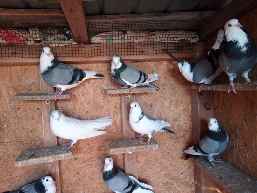 24259694_1249607778472156_2103952554_o - De prin voliere