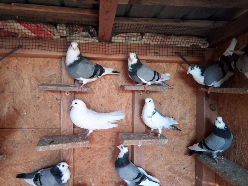 24281755_1249607768472157_1530817943_o - De prin voliere