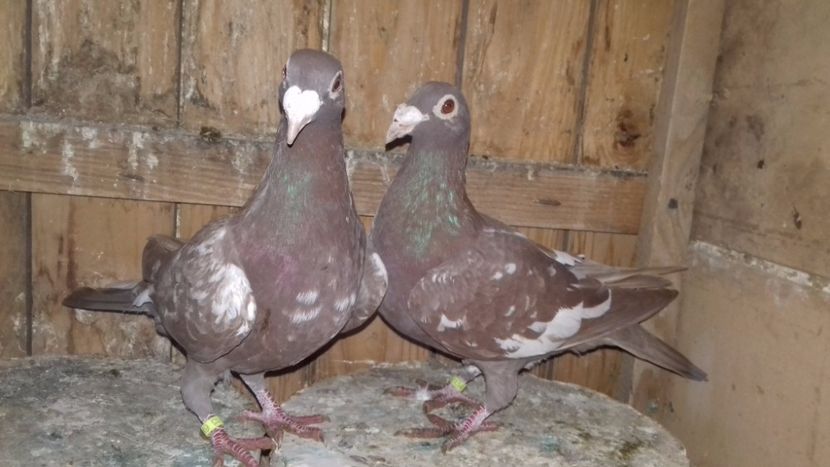 Fem.2017.H. - V--MATCA- pt- 2018-2018-----2018---