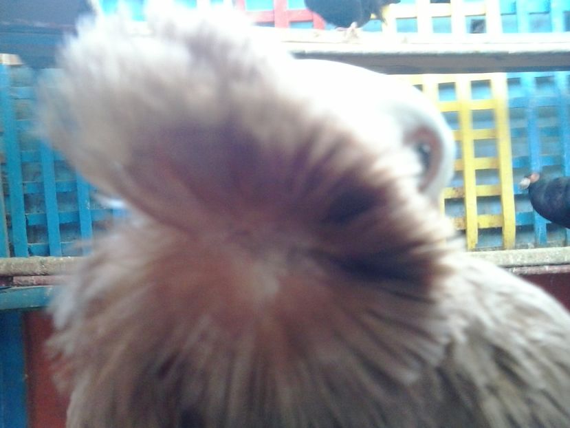 2016-11-26 14.21.58 - GENETICA