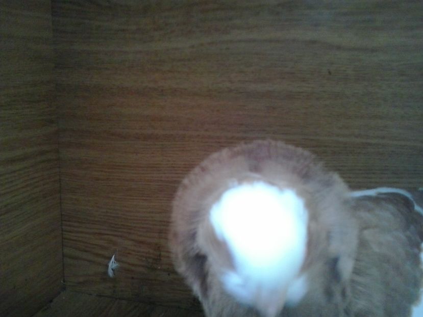 2016-11-26 14.19.02 - GENETICA