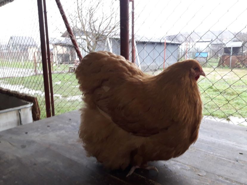  - G ORPINGTON GALBEN