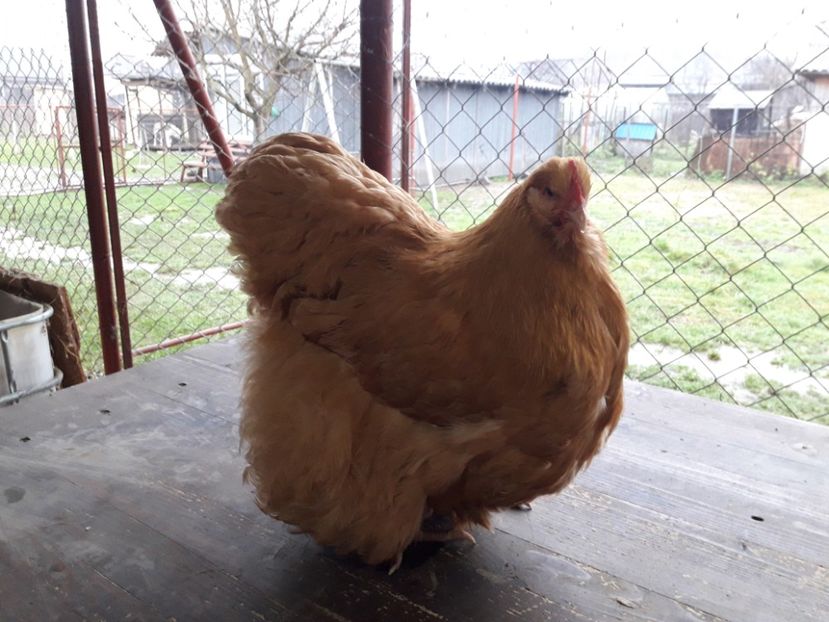  - G ORPINGTON GALBEN