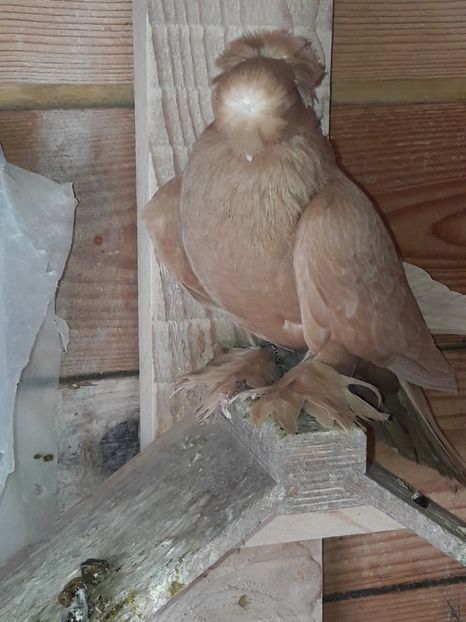  - 1 jucători dublu motati