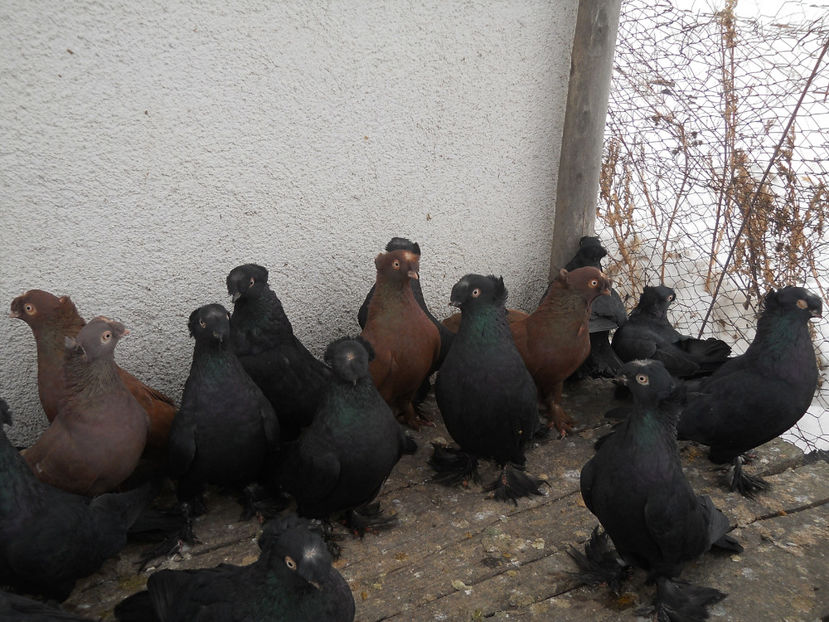  - Porumbei Jucatori De Botosani