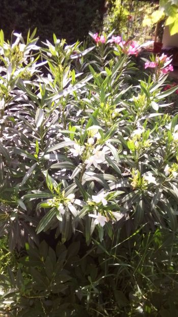  - Leandrii-in memoriam