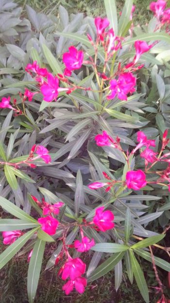  - Leandrii-in memoriam