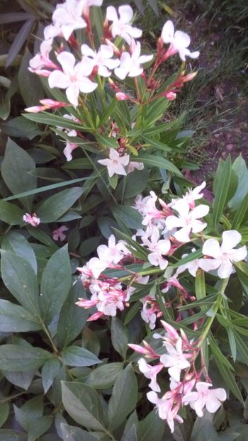  - Leandrii-in memoriam