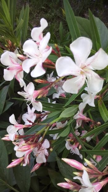  - Leandrii-in memoriam