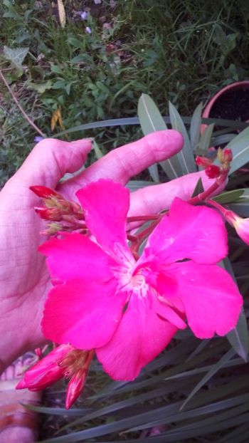  - Leandrii-in memoriam