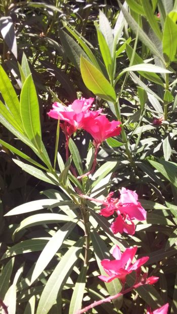  - Leandrii-in memoriam