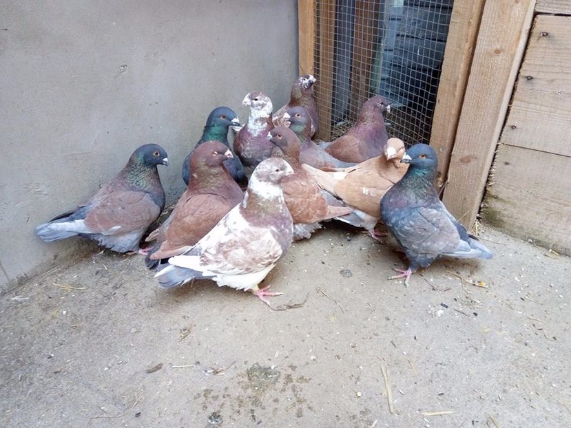  - AMERICANI MATCA PENTRU 2018