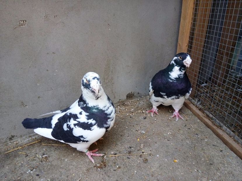  - AMERICANI MATCA PENTRU 2018