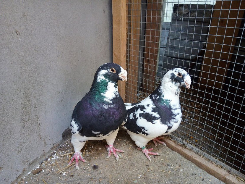  - AMERICANI MATCA PENTRU 2018