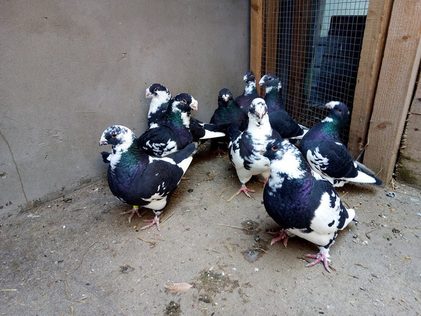  - AMERICANI MATCA PENTRU 2018