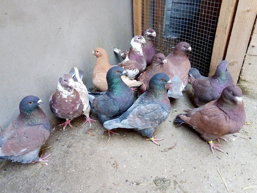  - AMERICANI MATCA PENTRU 2018