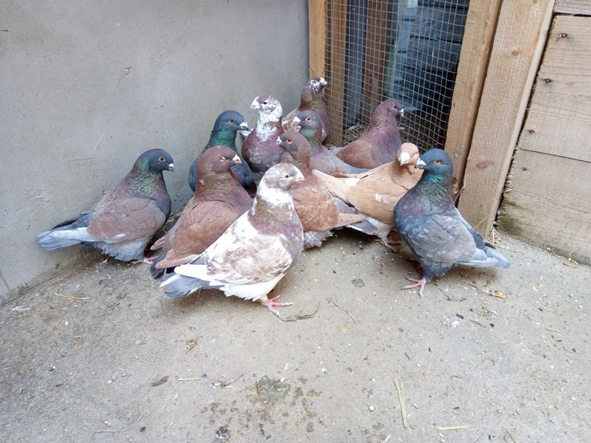  - AMERICANI MATCA PENTRU 2018