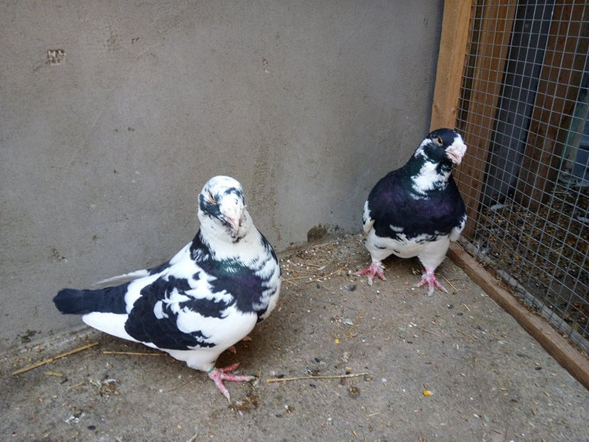  - AMERICANI MATCA PENTRU 2018